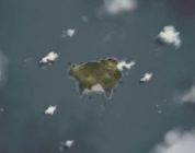 Below se presenta en vídeo