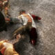 The Last of Us censura